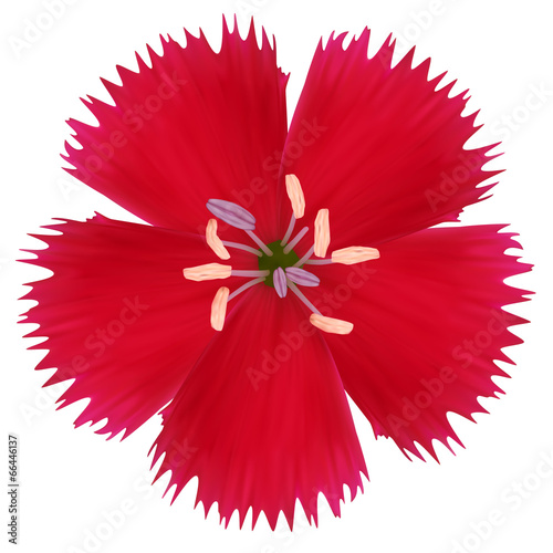 Red wildflower. Photo realistic vector illustration. Isolated on