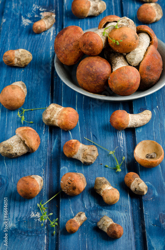Orange-cap boletus mushrooms (aspen mushrooms)