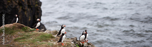 Puffins on Icelandic Cliff