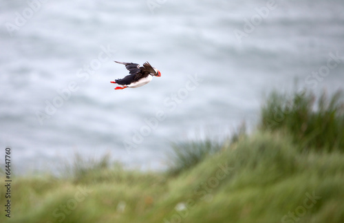 Puffin Flying Off Cliff photo