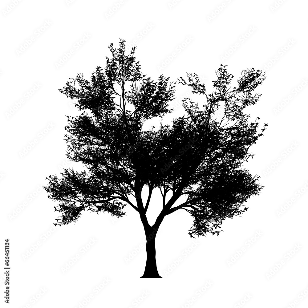 Fototapeta premium Silouette drzew w wysokiej rozdzielczości