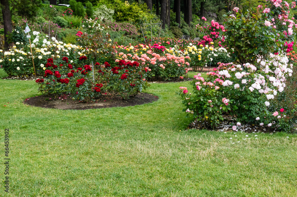 Planted flower beds with roses