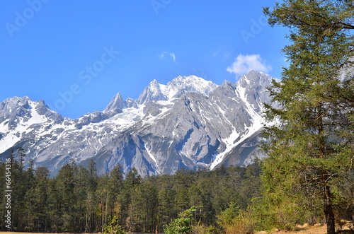 Pine Forest on Alpine Mountains