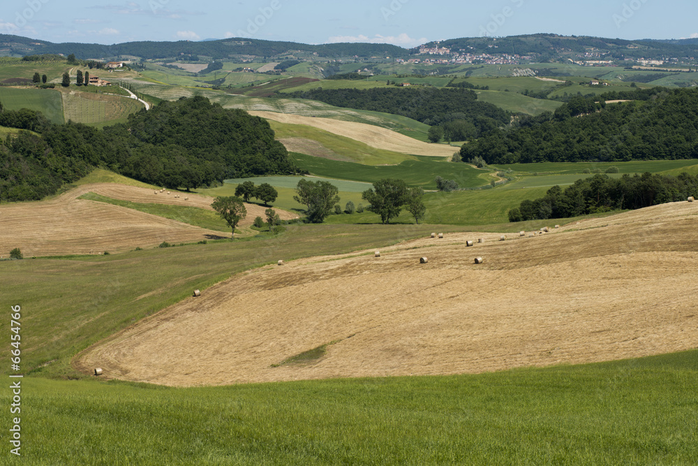 Fototapeta premium Chianti Landscape