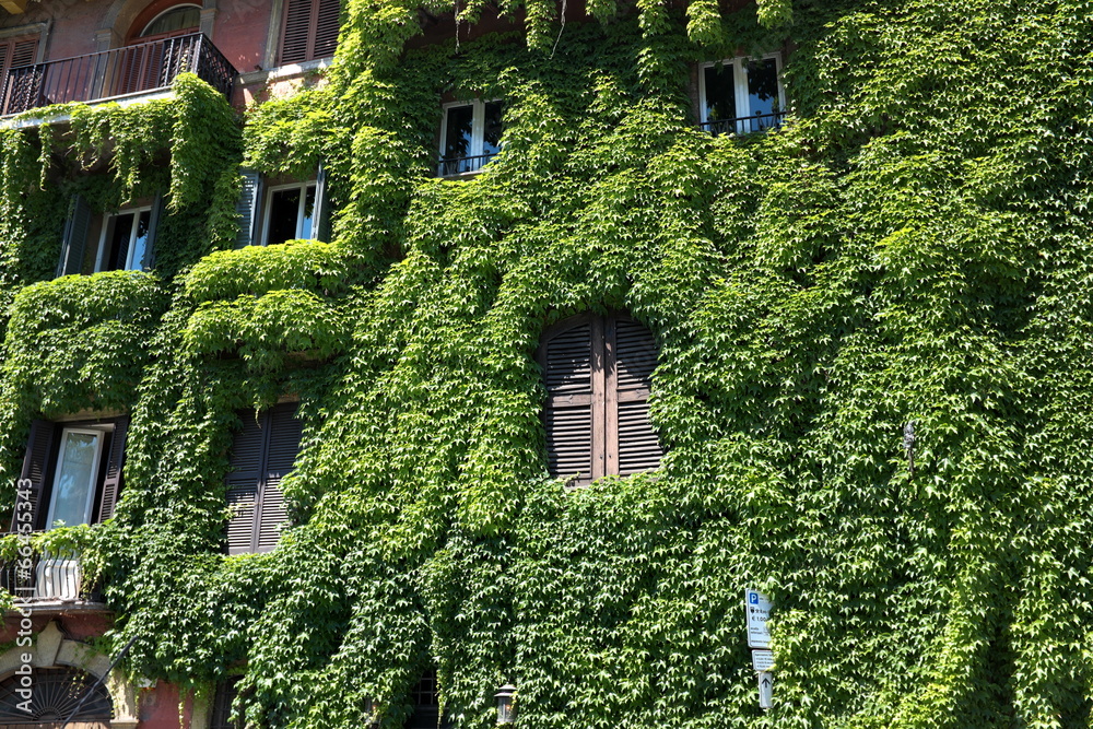 Fototapeta premium Façade végétale