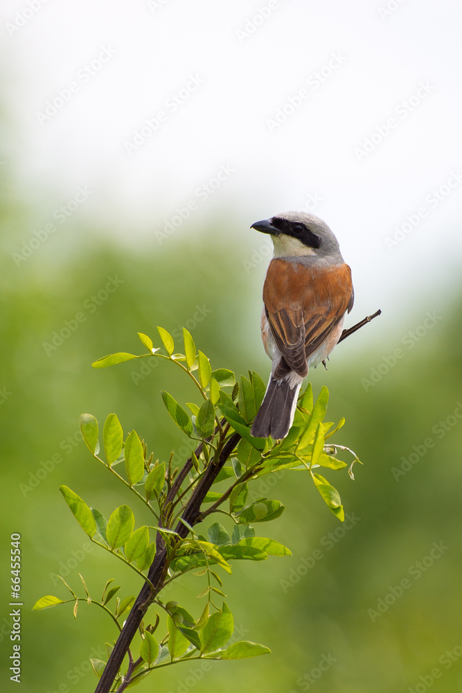 Red-backed shrike (L. collurio) Red-backed shrike (L. collurio)