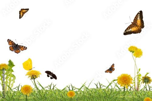 butterflies above yellow dandelions in green grass