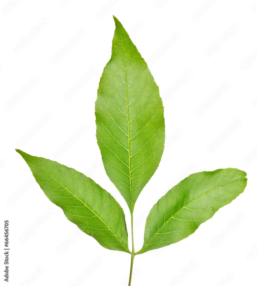 three green leaves on branch isolated on white three green leaves on branch isolated on white