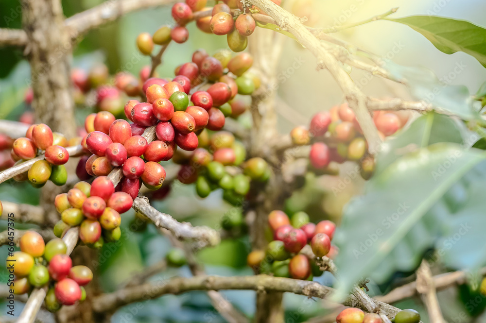 Coffee Plant. Red coffee beans on a branch of coffee tree.