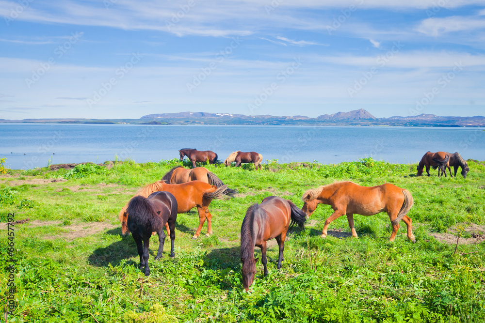 Icelandic Horses on a meadow near beautiful landscape of a famou Icelandic Horses on a meadow near beautiful landscape of a famou