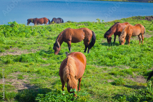 Wallpaper Mural Icelandic Horses on a meadow near beautiful landscape of a famou Torontodigital.ca