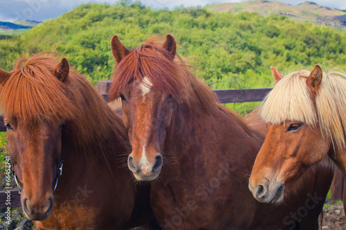 Icelandic Horses on a meadow near beautiful landscape of a famou