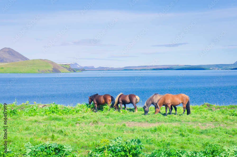 Icelandic Horses on a meadow near beautiful landscape of a famou Icelandic Horses on a meadow near beautiful landscape of a famou