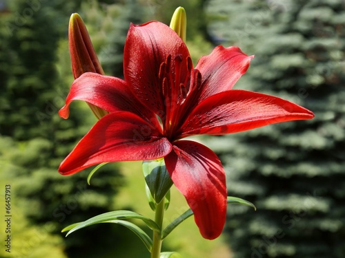 Photography blood-red lily