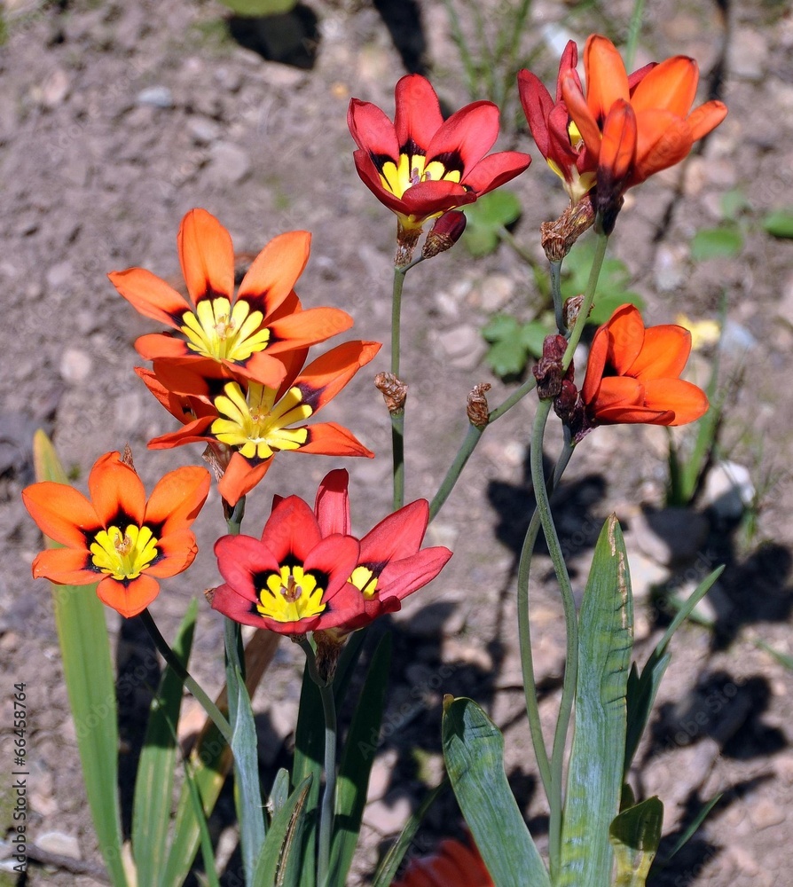Zigeunerblume im Garten – Stock-Foto | Adobe Stock