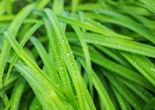 Beautiful green leaves with drops of water in nature