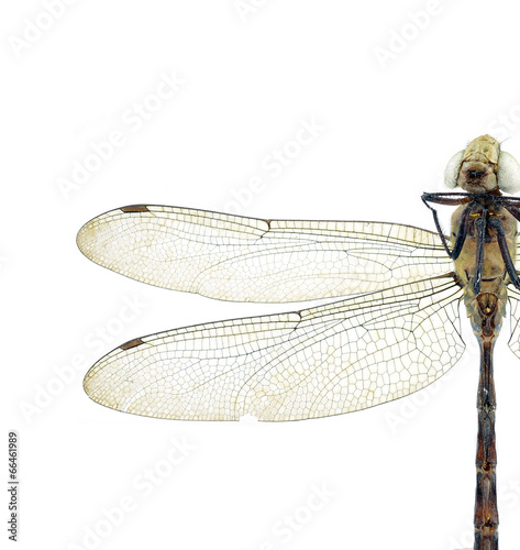 dragonfly © evegenesis