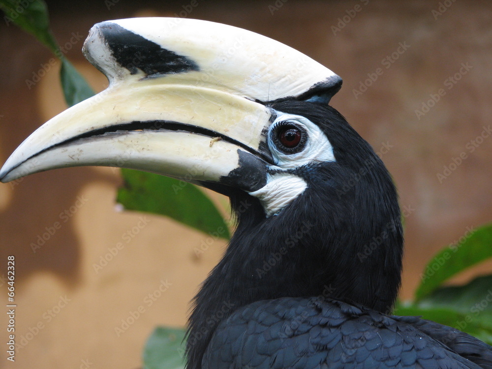 Obraz premium uccello