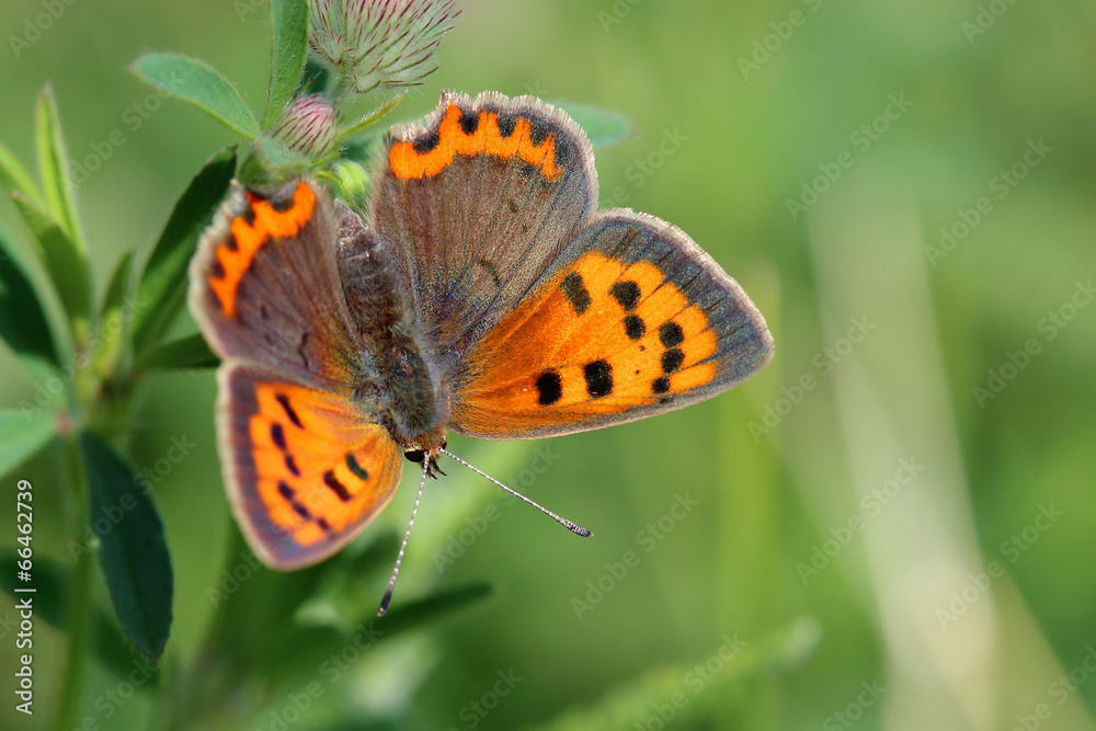 Butterfly - Small Copper (Lycaena phlaeas) on the meadow Butterfly - Small Copper (Lycaena phlaeas) on the meadow