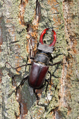 Male of stag beetle on the oak tree