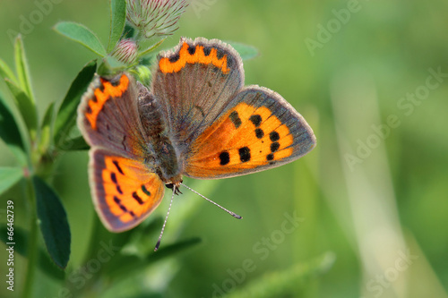 Butterfly - Small Copper (Lycaena phlaeas) on the meadow