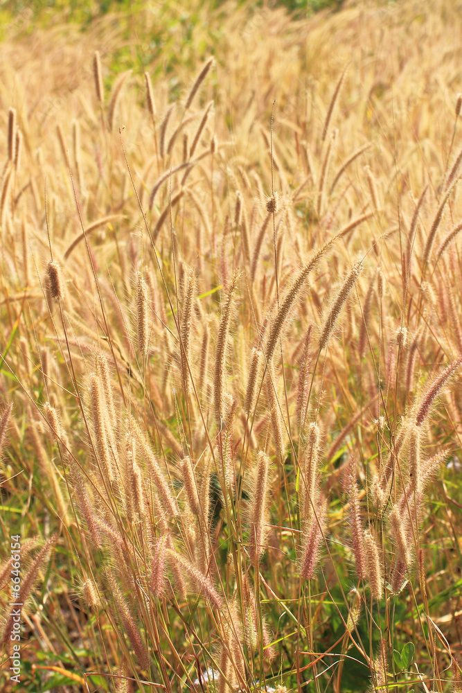 Fototapeta premium Wild grass at wind