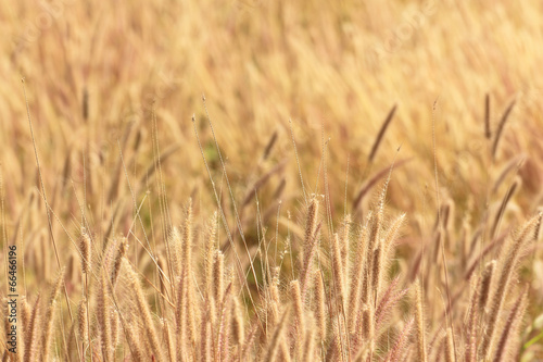 Wild grass at wind