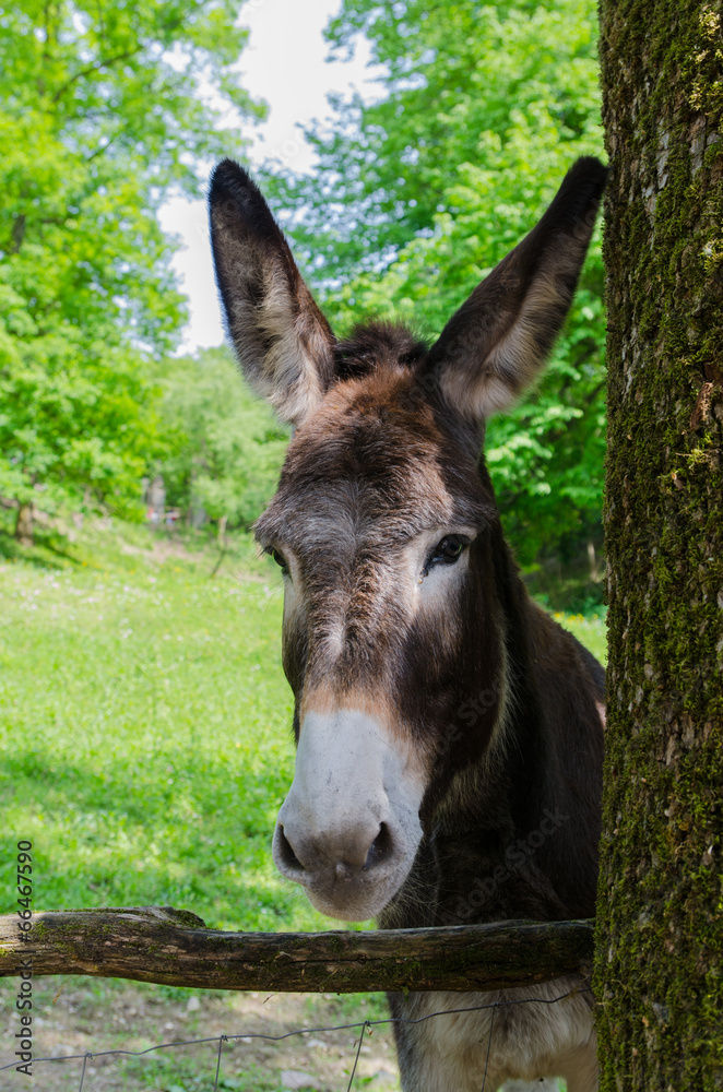 donkey in the park