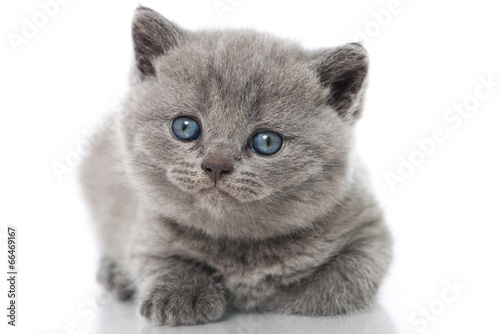 Fototapeta Naklejka Na Ścianę i Meble -  Britisch Kurzhaar Kitten