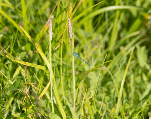 Becherjungfer Libelle Enallagma cyathigerum photo