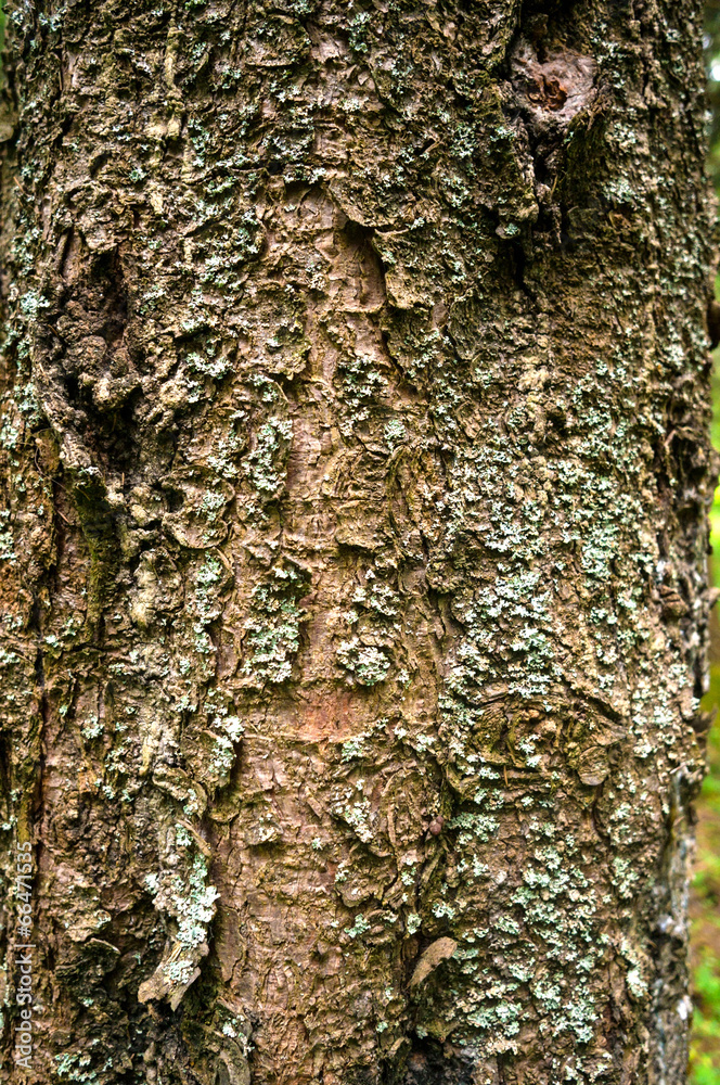 background texture of pine tree bark close background texture of pine tree bark close