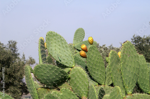 sabra plant