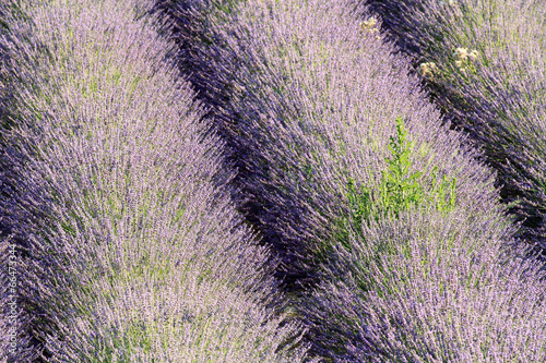 provenza costa azzurra francia coltivazione lavanda photo