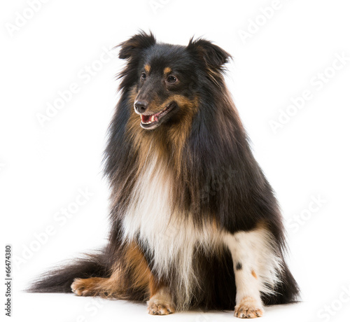 Sheltie dog breed