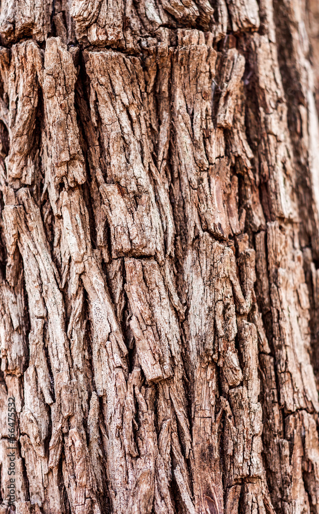 Bark of tree Bark of tree