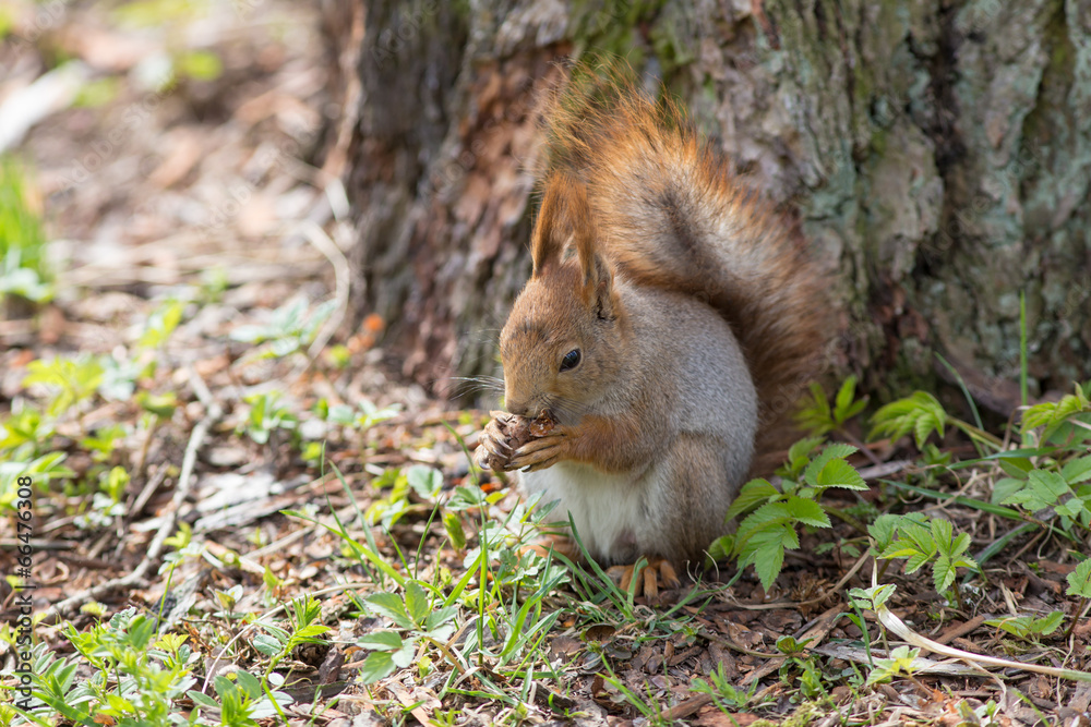 squirrel under a tree squirrel under a tree