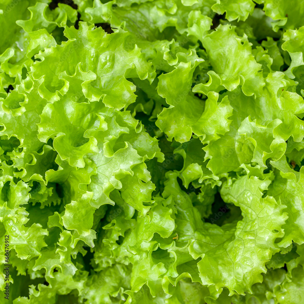 Green letucce Green letucce