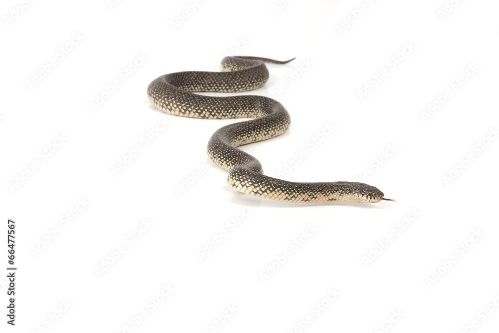 Fototapeta premium Nakrapiany Wąż Królewski