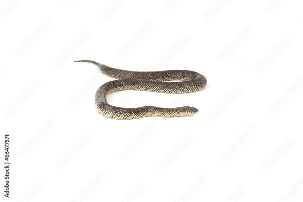 Fototapeta premium Speckled King Snake