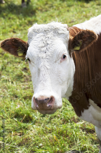 Cows on pasture © Edler von Rabenstein