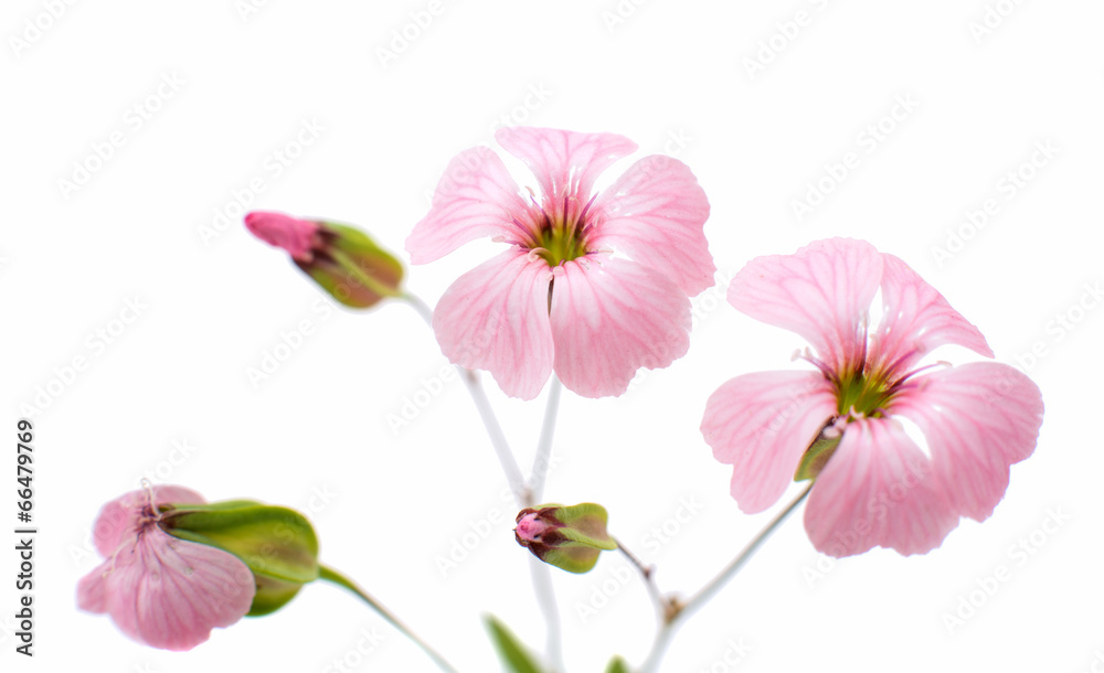 Delicate pink flowers