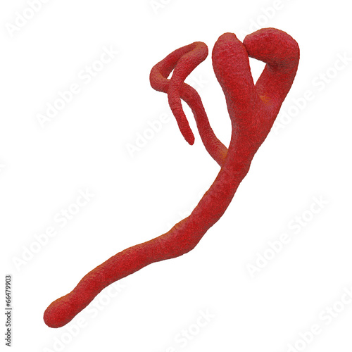 Ebola virus - isoliert - 3d Render
