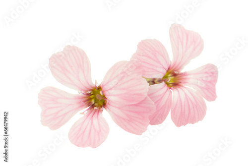 Delicate pink flowers © ksena32