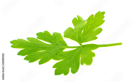green parsley isolated
