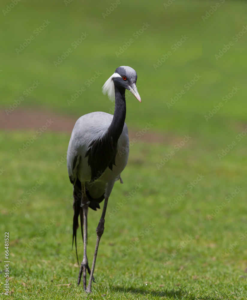 Obraz premium Demoiselle Crane (Anthropoides virgo)