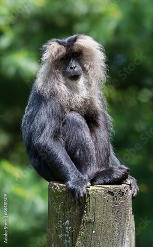 lion-tailed macaque portrait
