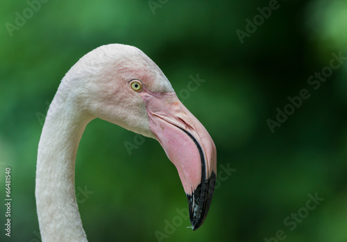 Portrait of a Greater Flamingo.