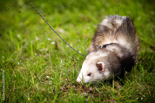 Ferret on leash in park © Couperfield