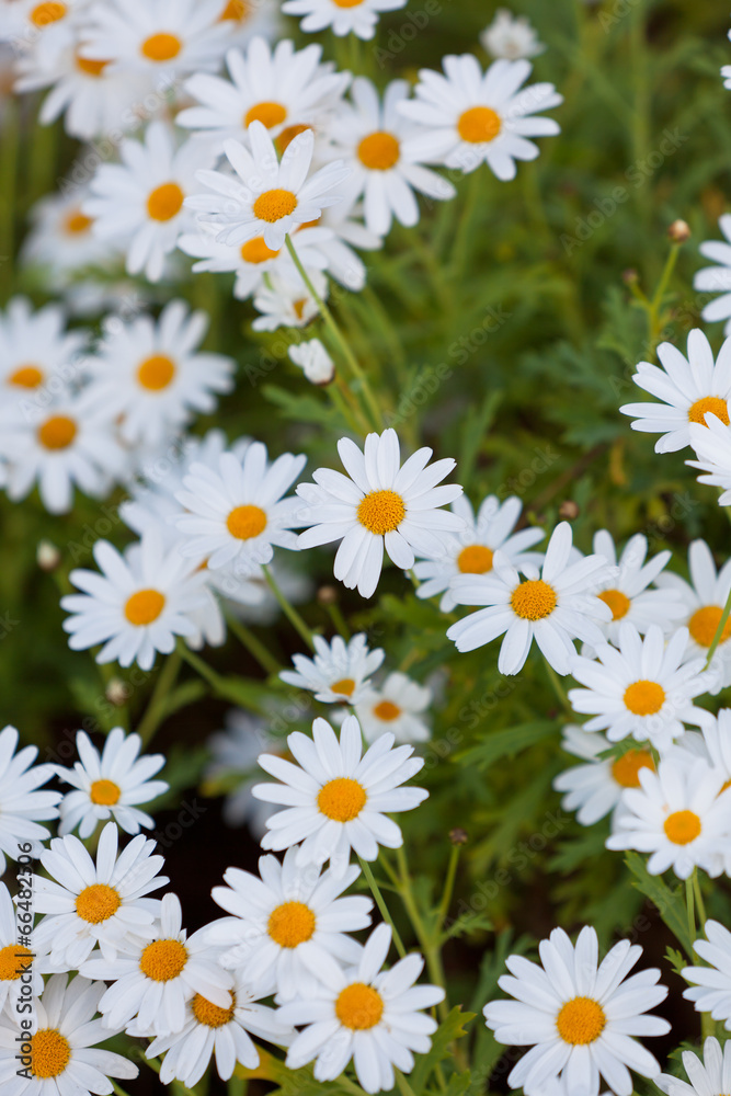Fototapeta premium Blooming Camomile flowers at flowerbed