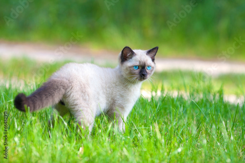 Photo Cute siamese kitten walking on the green lawn